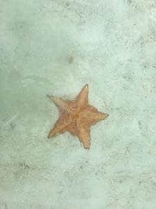 Orange starfish in shallow water